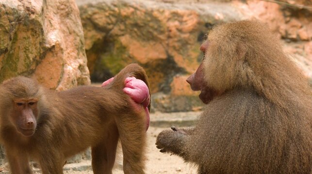 Hamadryas Baboons Interacting in a Sandy Zoo Enclosure with Rocky Background