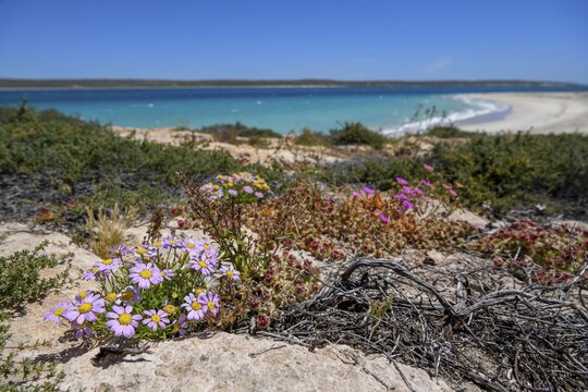 Landscape on Dirk Hartog Island, Dirk Hartog Island National Park, named after the Dutch navigator of the same name, Shire of Shark Bay, State of Western Australia, Australia