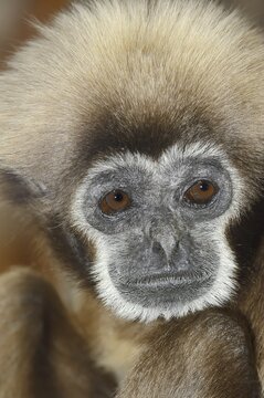 White-handed gibbon (Hylobates lar), portrait, captive, occurring in Asia