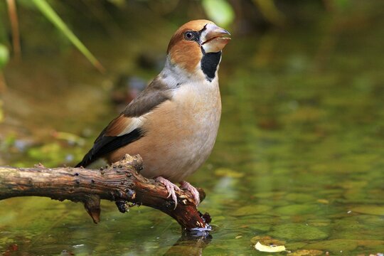 Hawfinch (Coccothraustes coccothraustes) drinking from a stream