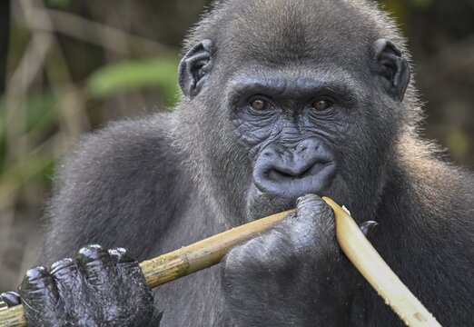 Western lowland gorilla (Gorilla gorilla gorilla) eating, male animal, R&eacute;serve L&eacute;sio-Louna nature reserve, near Moembe, Plateau department, Republic of Congo