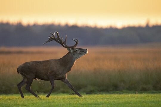 Red deer (Cervus elaphus), rut, Hoenderloo, Gelderland, Netherlands