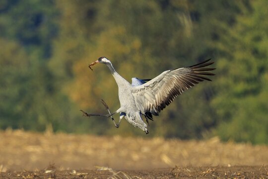 A crane flying over a field, bearing a branch in its beak, crane (Grus grus) wildlife, Western Pomerania Lagoon Area National Park, Zingst, Mecklenburg-Western Pomerania, Germany