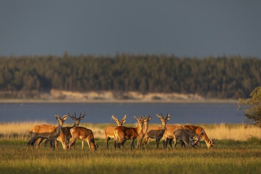 A pack of red deer (Cervus elaphus) branches in the light of the evening sun on the North Sea coast, bastion antlers, evening sun, Denmark