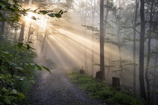 Forest, foggy weather, rays of sunshine. Kleiner Odenwald, Rhine-Neckar district, Baden-W&uuml;rttemberg, Germany