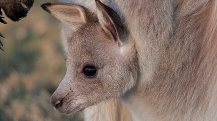 Close-up of a Kangaroo Joey Peeking Out from Its Mother's Pouch © blueringmedia
