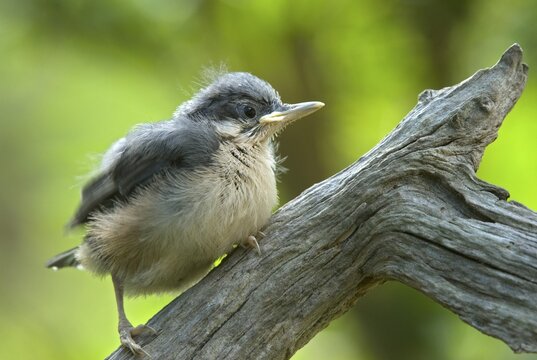 Young Eurasian Nuthatch (Sitta europaea), Schwaz, Tyrol, Austria, Europe