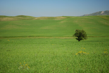 Obraz premium Solitary tree amidst vast green fields under a clear blue sky with distant rolling hills and sparse yellow wildflowers dotting the landscape on a sunny day.