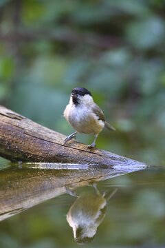Marsh tit (Parus palustris) is reflected in the water, Germany