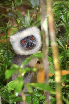 Diademed Sifaka (Propithecus diadema), Mantadia National Park, Madagascar