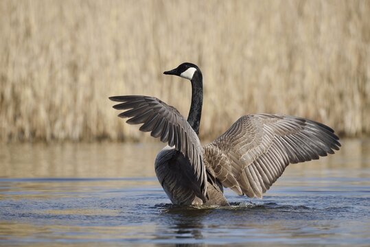 Canada goose (Branta canadensis), flapping wings, North Rhine-Westphalia, Germany