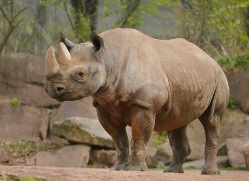 Black Rhinoceros (Diceros bicornis), captive, Saxony-Anhalt, Germany