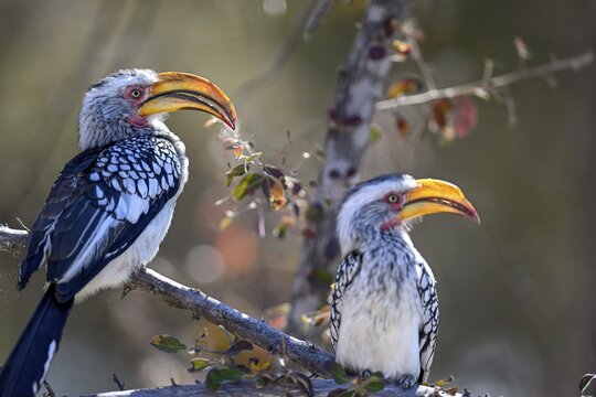 Southern yellow-billed tocos (Tockus leucomelas), Nxai Pan National Park, near Gweta, Central District, Botswana