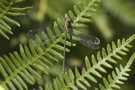 Emerald damselfly (Lestes sponsa) adult insect on a Bracken plant leaf in the summer, England, United Kingdom