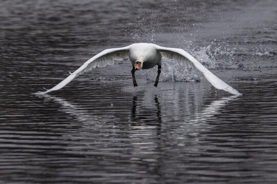 Swan flying low over the water, clear reflection visible, Mute Swan, (cygnus olor), wildlife, Germany