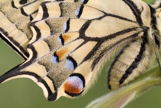 Yellow Swallowtail (Papilio machaon), Schwaz, Tirol, Austria, Europe