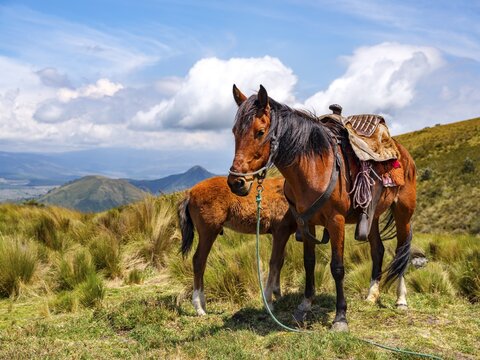 Cargo horse with foal in Paramo landscape, Pichincha province, Ecuador