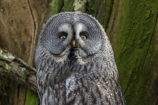 Bearded owl (Strix nebulosa), animal portrait, France