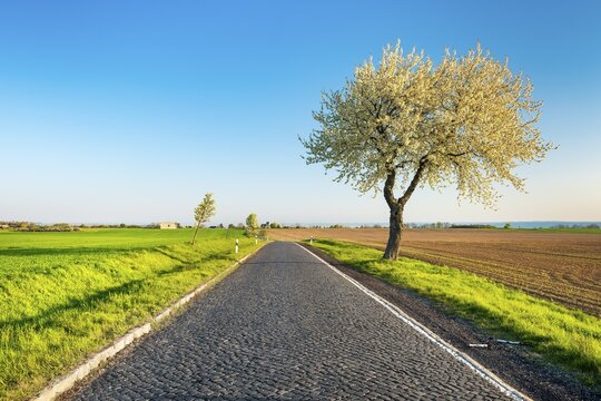 An old country road with cobblestones leads through a typical field landscape with green fields in spring, a blooming cherry tree on the side of the road, Burgenlandkreis, Saxony-Anhalt, Germany