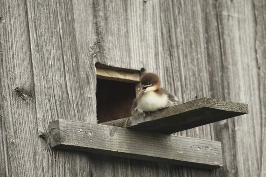 Goosander (Mergus merganser) one day old young bird at the breeding den in a field barn, a few seconds in front of jumping into the deep, Allg&auml;u, Bavaria, Germany, Allg&auml;u, Bavaria, Germany