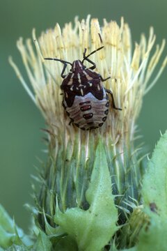 Shield Bug larva (Pentatomidae), Woergl, Tyrol, Austria, Europe