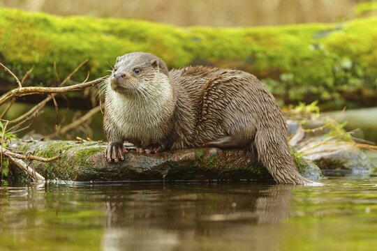 An otter sitting on a stone trunk surrounded by water and mossy surroundings, European otter (Lutra lutra), Germany