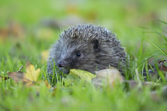 European hedgehog (Erinaceus europaeus) adult animal on fallen autumn leaves in a garden, England, United Kingdom