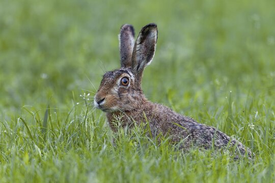 The hare (Lepus europaeus) cautiously sticks its head out of the grass to check whether the photographer has continued on his way, Germany