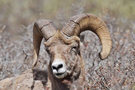 Rocky Mountains bighorn sheep (Ovis canadensis canadensis), ram, portrait, Jasper National Park, Alberta, Canada