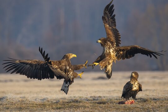 Two young white-tailed eagles (Haliaeetus albicilla) quarreling in the air, Kutno, Poland