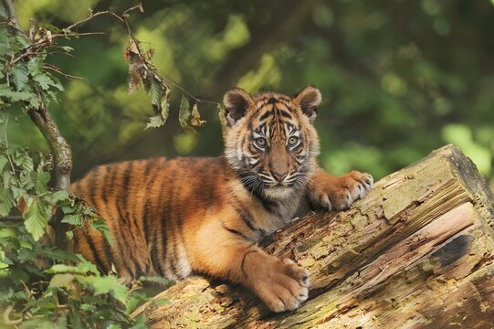 Sumatran tiger (Panthera tigris sumatrae), young, captive, native to Sumatra, Indonesia