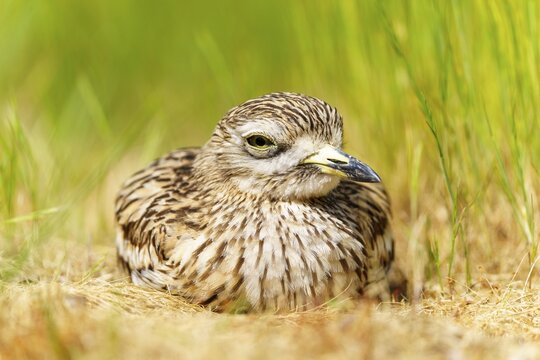 Bird sits quietly in the grass and remains hidden in the neighbourhood, Stone Curlew (Burhinus oedicnemus), France