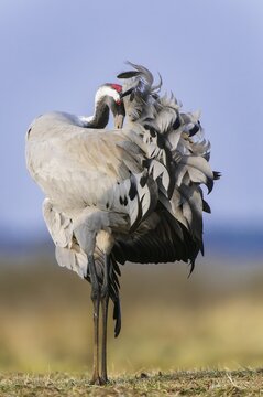Crane (Grus grus) at the plumage care, V&auml;sterg&ouml;tland, Sweden