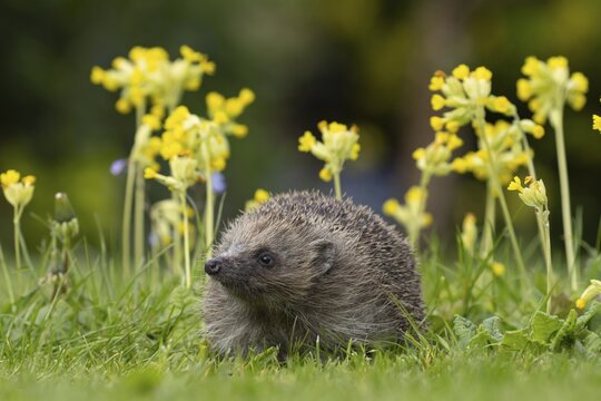 European hedgehog (Erinaceus europaeus) adult animal on a garden grass lawn with Cowslip flowers in springtime, Suffolk, England, United Kingdom
