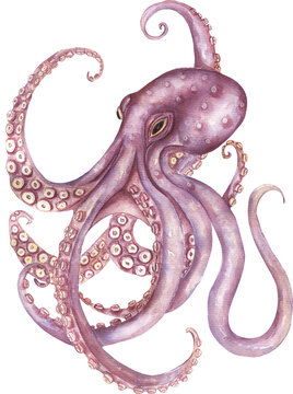 Watercolor Octopus illustration, hand drawn ocean animal clipart, underwater creature clip art