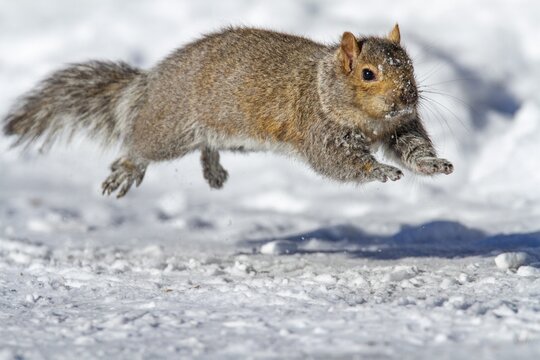 Eastern gray squirrel (sciurus carolinensis) chased by red fox and running, Montreal botanical garden, province of Quebec, Canada