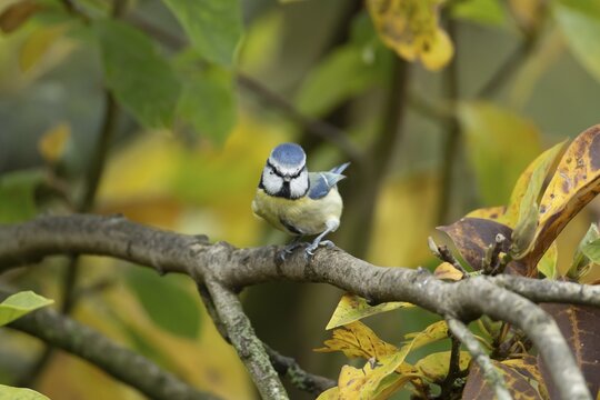 Blue tit (Cyanistes caeruleus) adult garden bird on a Magnolia tree branch with autumn colour leaves, England, United Kingdom