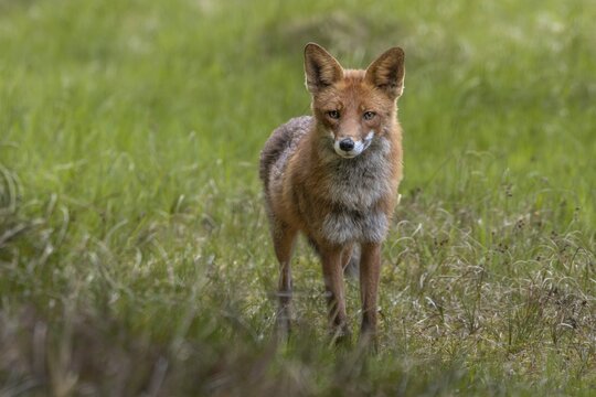 The red fox (Vulpes vulpes) is less than 10 metres away from me but does not spot me, an example of the importance of good camouflage, hunting, attracting, June, Denmark