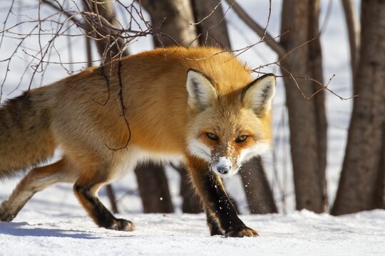 Red fox (vulpes vulpes), Fox walking on snow and spotting a prey, Close-up, Province of Quebec, Canada, North America