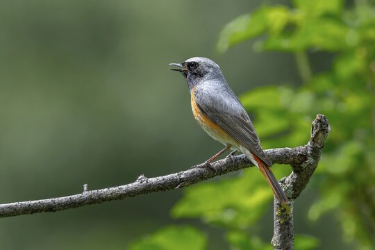 Redstart (Phoenicurus phoenicurus), male, singing, Schwaz, Tyrol, Austria