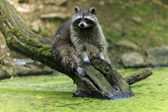 Raccoon sitting relaxed on a tree trunk over a green body of water, Raccoon (Procyon lotor), Germany
