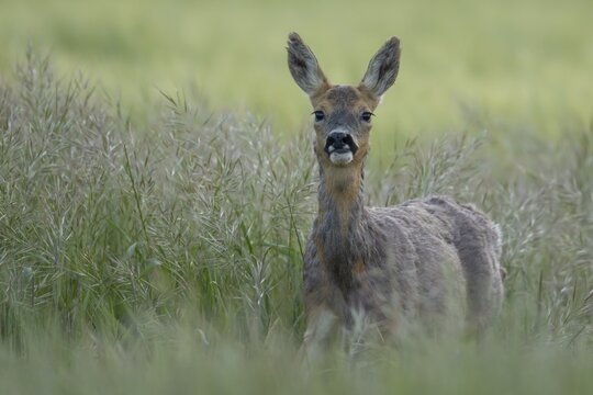 Roe deer (Capreolus capreolus) adult female doe animal in a farmland cereal field in summer, England, United Kingdom