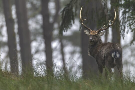 A sika deer (Cervus nippon) standing securely at the edge of the forest, subspecies Manchurian sika deer, Germany
