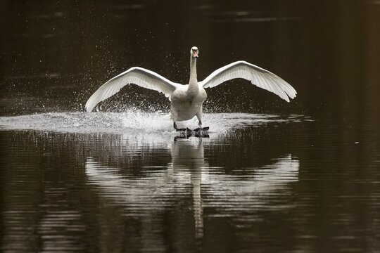 A swan flies towards a lake, creating splashes of water with its outstretched wings, Mute Swan, (cygnus olor), wildlife, Germany