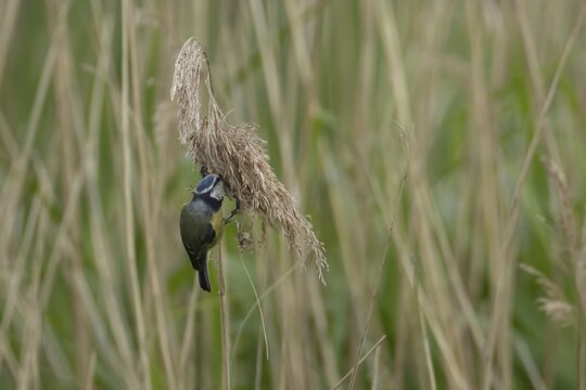 Blue tit (Cyanistes Caeruleus) adult bird feeding on a Common reed seedhead, England, United Kingdom
