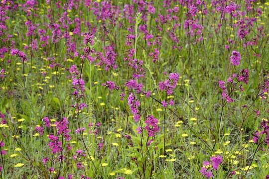 Pictured is Viscaria vulgaris, commonly known as sticky campion. It is a flowering plant in the carnation family (Caryophyllaceae). It is distinguished by its vibrant purple-pink flowers