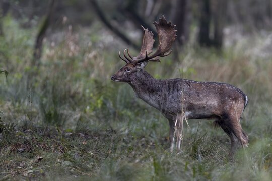 The rut has taken a lot of energy and the fallow deer's (Dama dama) weight loss can be seen particularly clearly on its narrow neck, rut, mating season, deer rut, autumn, October, Germany