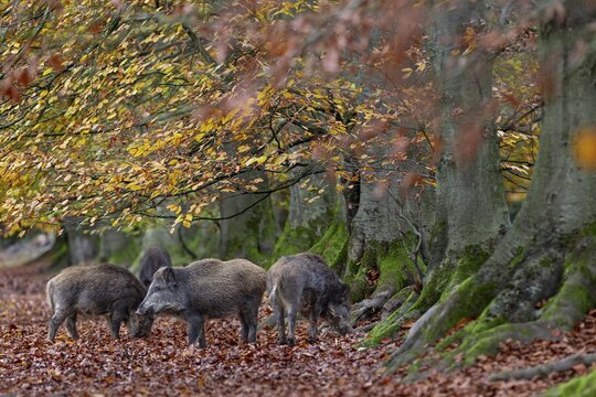 At the edge of the forest, a group of wild boar (Sus scrofa) forages for beechnuts under beech trees, autumn, autumn colours, Germany
