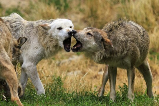 Two wolves in aggressive behaviour in a meadow, Timberwolf, wolf, American wolf, (Canis lupus lycaon), Germany