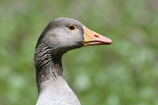 Greylag Goose (Anser anser), portrait